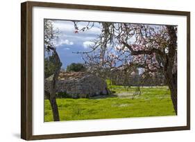 Europe, Spain, Majorca, Pink Almond Blossoms, Bitter Almond Blossom-Chris Seba-Framed Photographic Print