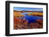 Europe, Sweden,  Abisko National Park, Marshy Landscape-Bernd Rommelt-Framed Photographic Print