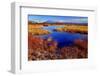 Europe, Sweden,  Abisko National Park, Marshy Landscape-Bernd Rommelt-Framed Photographic Print