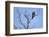 Europe, Sweden, Sparrow Hawk's Owl,-Bernd Rommelt-Framed Photographic Print