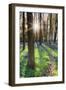 Europe, United Kingdom, England, Hertfordshire, Berkhamsted, Ashridge Estate, Dockey Wood-Alex Robinson-Framed Photographic Print