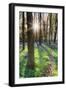 Europe, United Kingdom, England, Hertfordshire, Berkhamsted, Ashridge Estate, Dockey Wood-Alex Robinson-Framed Photographic Print