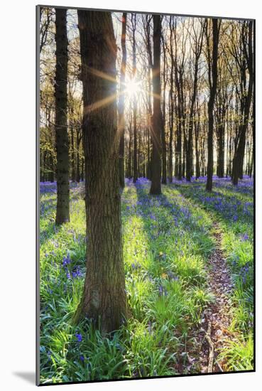 Europe, United Kingdom, England, Hertfordshire, Berkhamsted, Ashridge Estate, Dockey Wood-Alex Robinson-Mounted Photographic Print