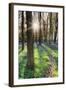 Europe, United Kingdom, England, Hertfordshire, Berkhamsted, Ashridge Estate, Dockey Wood-Alex Robinson-Framed Photographic Print