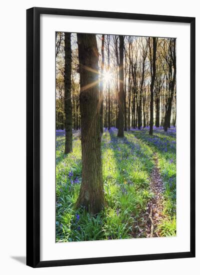 Europe, United Kingdom, England, Hertfordshire, Berkhamsted, Ashridge Estate, Dockey Wood-Alex Robinson-Framed Photographic Print