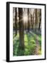 Europe, United Kingdom, England, Hertfordshire, Berkhamsted, Ashridge Estate, Dockey Wood-Alex Robinson-Framed Photographic Print