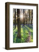 Europe, United Kingdom, England, Hertfordshire, Berkhamsted, Ashridge Estate, Dockey Wood-Alex Robinson-Framed Photographic Print