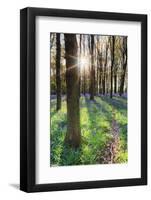 Europe, United Kingdom, England, Hertfordshire, Berkhamsted, Ashridge Estate, Dockey Wood-Alex Robinson-Framed Photographic Print