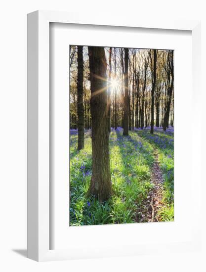 Europe, United Kingdom, England, Hertfordshire, Berkhamsted, Ashridge Estate, Dockey Wood-Alex Robinson-Framed Photographic Print