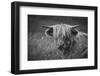 Europe, United Kingdom, Scotland,Hebrides archipelago, Isle of Skye, Bos taurus, Highland cattle-Christian Heeb-Framed Photographic Print