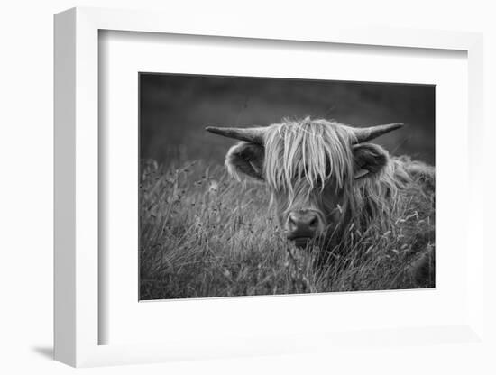 Europe, United Kingdom, Scotland,Hebrides archipelago, Isle of Skye, Bos taurus, Highland cattle-Christian Heeb-Framed Photographic Print