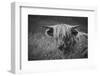 Europe, United Kingdom, Scotland,Hebrides archipelago, Isle of Skye, Bos taurus, Highland cattle-Christian Heeb-Framed Photographic Print