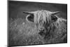 Europe, United Kingdom, Scotland,Hebrides archipelago, Isle of Skye, Bos taurus, Highland cattle-Christian Heeb-Mounted Photographic Print