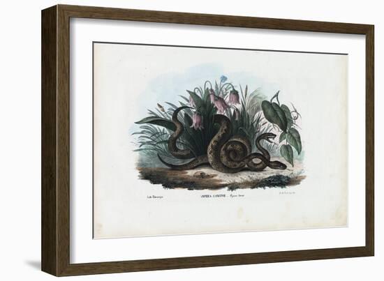 European Adder, 1863-79-Raimundo Petraroja-Framed Giclee Print