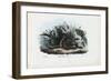 European Adder, 1863-79-Raimundo Petraroja-Framed Giclee Print