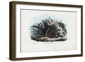 European Adder, 1863-79-Raimundo Petraroja-Framed Giclee Print