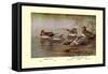 European and American Teal Duck-Allan Brooks-Framed Stretched Canvas