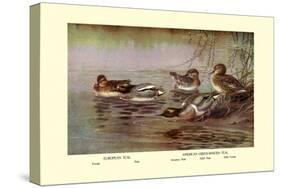 European and American Teal Duck-Allan Brooks-Stretched Canvas