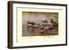 European and American Teal Duck-Allan Brooks-Framed Art Print