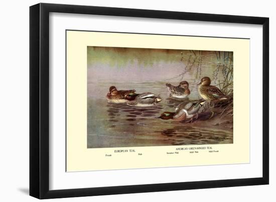 European and American Teal Duck-Allan Brooks-Framed Art Print