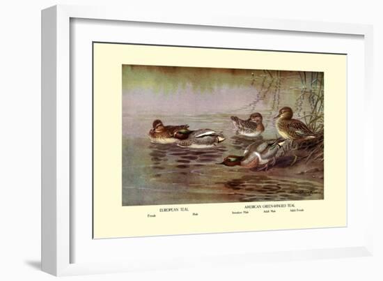 European and American Teal Duck-Allan Brooks-Framed Art Print