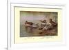 European and American Teal Duck-Allan Brooks-Framed Premium Giclee Print