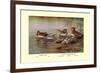 European and American Teal Duck-Allan Brooks-Framed Premium Giclee Print