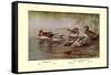 European and American Teal Duck-Allan Brooks-Framed Stretched Canvas