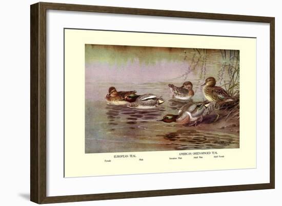 European and American Teal Duck-Allan Brooks-Framed Art Print