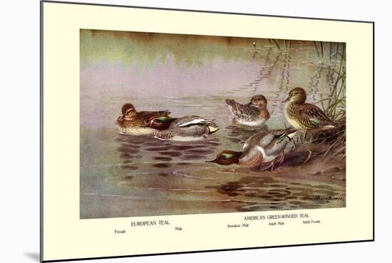 European and American Teal Duck-Allan Brooks-Mounted Art Print