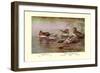 European and American Teal Duck-Allan Brooks-Framed Art Print