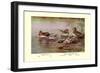 European and American Teal Duck-Allan Brooks-Framed Art Print