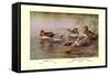 European and American Teal Duck-Allan Brooks-Framed Stretched Canvas