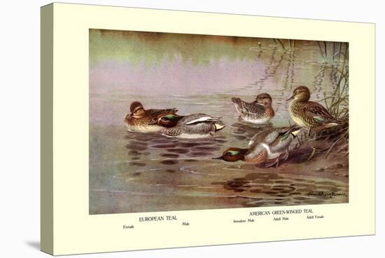 European and American Teal Duck-Allan Brooks-Stretched Canvas
