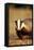 European Badger Close-Up, Front-View-null-Framed Stretched Canvas