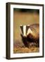 European Badger Close-Up, Front-View-null-Framed Photographic Print