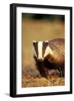 European Badger Close-Up, Front-View-null-Framed Photographic Print