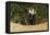 European Badger Emerging from Sett-null-Framed Stretched Canvas