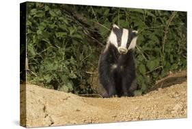 European Badger Emerging from Sett-null-Stretched Canvas