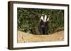 European Badger Emerging from Sett-null-Framed Photographic Print