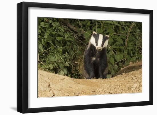 European Badger Emerging from Sett-null-Framed Photographic Print