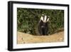 European Badger Emerging from Sett-null-Framed Photographic Print