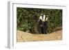European Badger Emerging from Sett-null-Framed Photographic Print