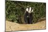 European Badger Emerging from Sett-null-Mounted Photographic Print