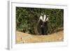 European Badger Emerging from Sett-null-Framed Photographic Print