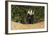 European Badger Emerging from Sett-null-Framed Photographic Print