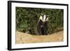 European Badger Emerging from Sett-null-Framed Photographic Print