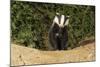 European Badger Emerging from Sett-null-Mounted Photographic Print