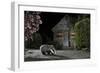 European Badger (Meles Meles) Feeding on Food Left Out in Urban Garden, Kent, UK, May-Terry Whittaker-Framed Photographic Print