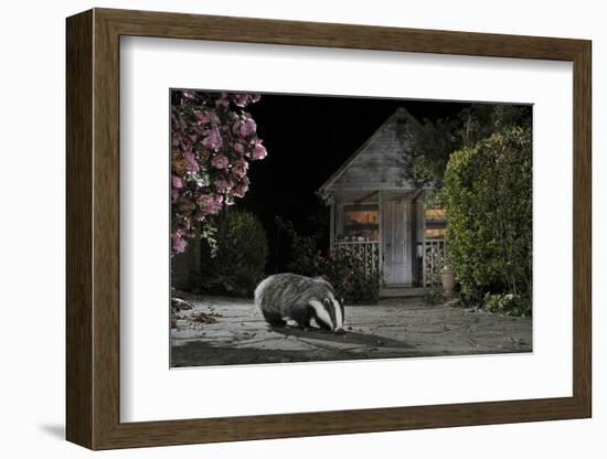 European Badger (Meles Meles) Feeding on Food Left Out in Urban Garden, Kent, UK, May-Terry Whittaker-Framed Photographic Print